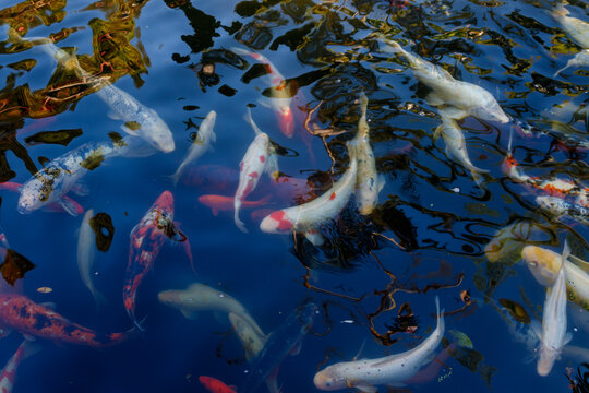 Colorful japanese Koi fish swimming gracefully in a garden pond