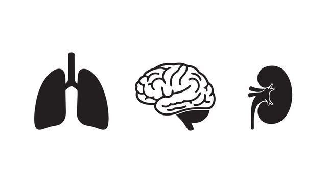 Human organs, lungs, brain, and kidney illustrations