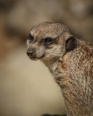 Fototapeta premium Cute Meerkat Sitting on Rock Looking Alert - Suricata suricatta Wildlife Portrait