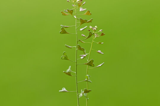  Shepherd's purse (Capsella bursa-pastoris), a common weed in the mustard family. 