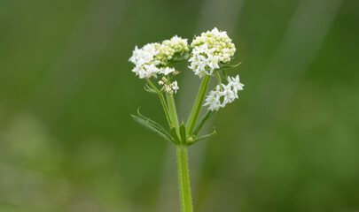 White bedstraw or upright hedge bedstraw (Galium album) in spring © cilicia