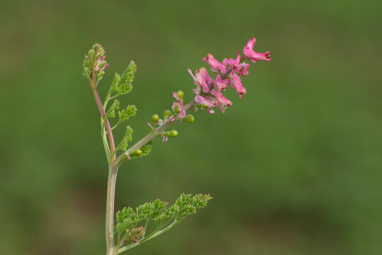 Fumaria officinalis, the common fumitory, drug fumitory or earth smoke, is a herbaceous annual flowering plant in the poppy family