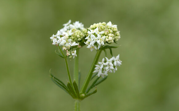 White bedstraw or upright hedge bedstraw (Galium album) in spring