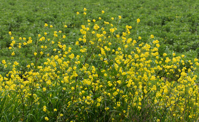 Fototapeta premium Wild mustard (Sinapis arvensis) by the edge of a crop field in Mediterranean nature in spring