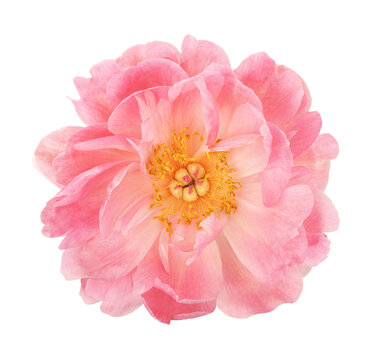 Coral peony flower isolated on white or transparent background. Top view.