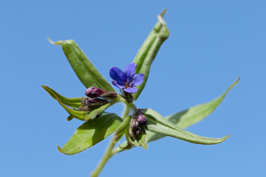 The purple gromwell (Aegonychon purpurocaeruleum), a herbaceous perennial flowering plant known for its vibrant blue to violet flowers.