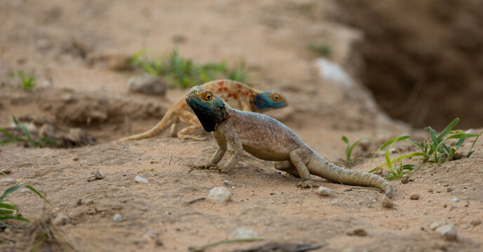 a male and a female common ground agama