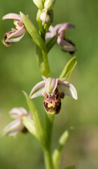 Obraz premium A pinkish form of an Oriental orchid (Ophrys umbilicata) in field in springtime
