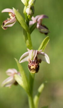 A pinkish form of an Oriental orchid (Ophrys umbilicata) in field in springtime