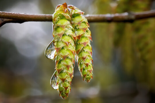 M&auml;nnliche Bl&uuml;tenst&auml;nde der Gemeinen Hainbuche (Carpinus betulus) in Nahaufnahme mit Wassertropfen