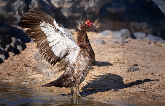 Warzenente (Cairina moschata) Seitenansicht mit den Fl&uuml;geln schlagend, steht aufrecht am Wasserrand vor Vulkangestein - Barranco de los Molinos, Fuerteventura