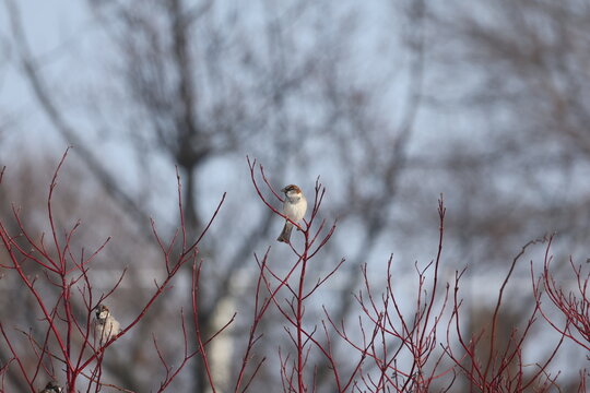 House sparrow resting on vivid red winter dogwood branches in cold season light, shallow depth of field, urban wildlife scene.