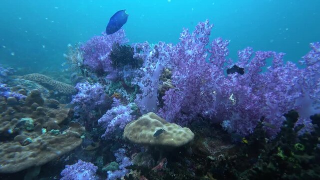 Koh Lipe, Thailand: Slow-motion footage of colorful corals and fishes in Stonehenge famous dive site in Koh Lipe island in the Andaman sea in Thailand