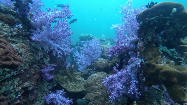 Koh Lipe, Thailand: Footage of colorful corals in Stonehenge dive site in Koh Lipe, Thailand. Taken with forward point of view motion