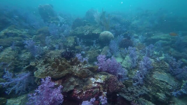 Koh Lipe, Thailand: Footage of during diving on colorful corals in Stonehenge, famous dive site in Koh Lipe, South Thailand