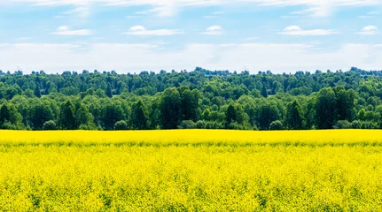 Fotobehang Geel Seamless landscape background of yellow rapeseed field with deciduous forest stretching to horizon under blue sky  © Dmitrii