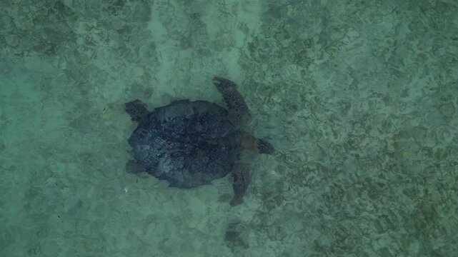Sea turtle swimming in plastic polluted ocean water. Magic aerial view drone