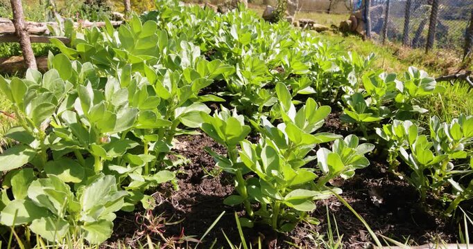 Young fava bean plants growing in a vegetable garden