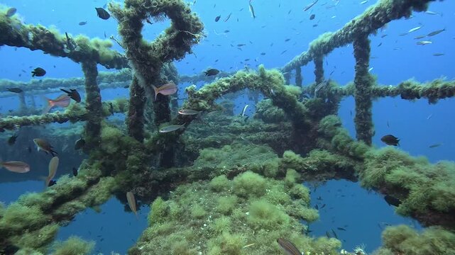 Paisaje submarino en un pecio de una piscifactor&iacute;a hundida. Sant Andreu de Llavaneres (Maresme), Catalunya. Spain