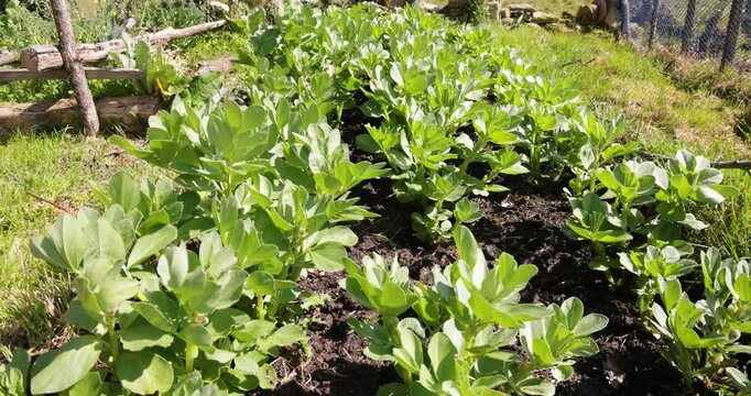 Young fava bean plants growing in garden
