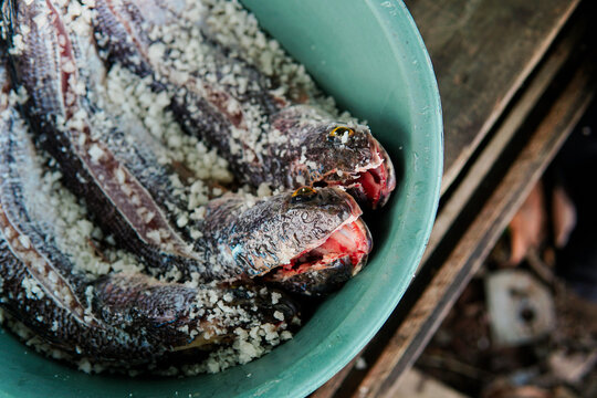 Salted fish in green bucket on rustic wooden surface
