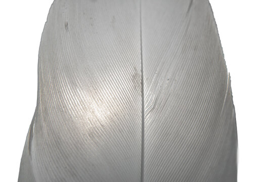 Extreme macro close up of white feather texture on png background.
