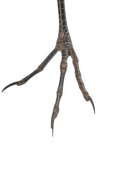 Dark scaly bird leg with long nails on png background.