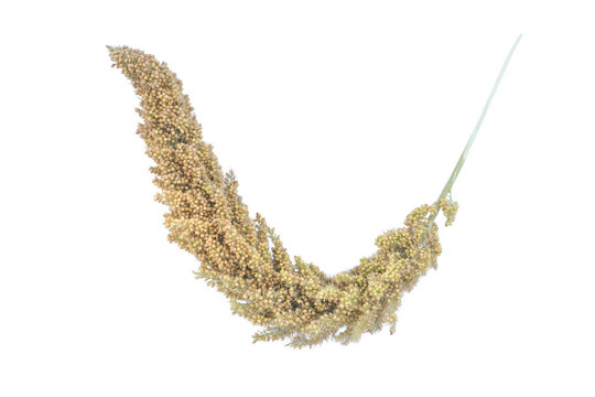 Curved yellow millet spray with long stem for graphic design on png background.