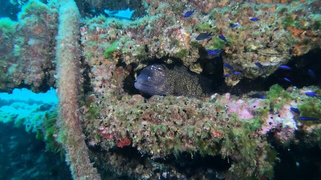 Morena (Muraena helena). En la estructura de una piscifactor&iacute;a hundida. Sant Andreu de Llavaneres (Maresme) Catalunya, Espa&ntilde;a. Costa Mediterr&aacute;nea Occidental. 