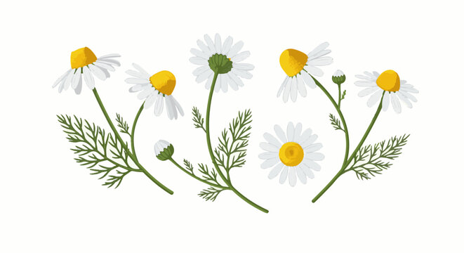 Delicate white daisy flowers with yellow centers and green leaves