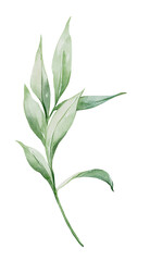 Fototapeta premium Watercolor branch with leaves