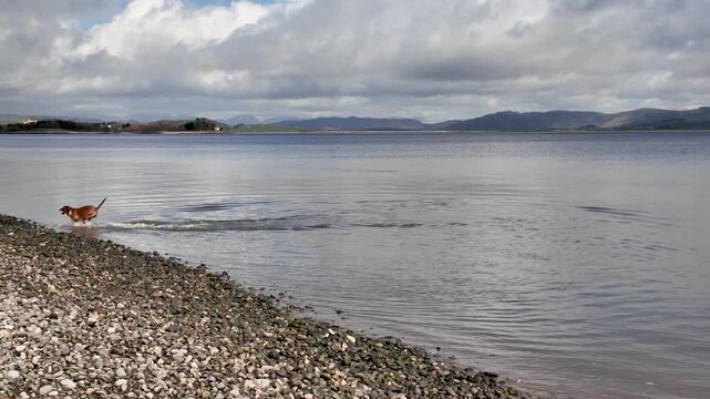A happy brown dog swims in calm coastal waters off Morecambe Bay beside a pebble shoreline.