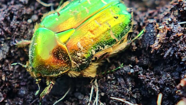 Macro shot of green beetle crawling through soil with detailed texture