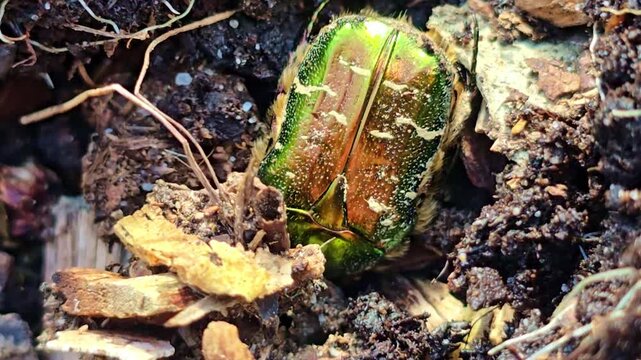 Macro shot of green beetle pushing soil while burrowing into ground