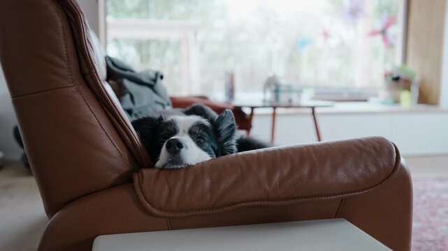 Black and white dog briefly opens eyes then slowly closes them again on a brown leather couch. Extremely tired and drowsy pet falling back asleep. Adorable and relatable sleepy moment at home.