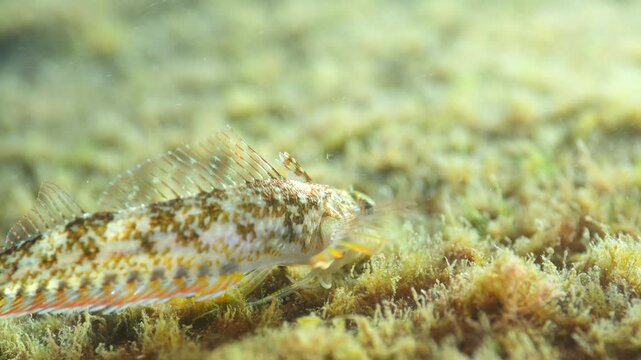 Close-up of a Black-faced Blenny camouflaged on a mossy, yellow-green algal bed