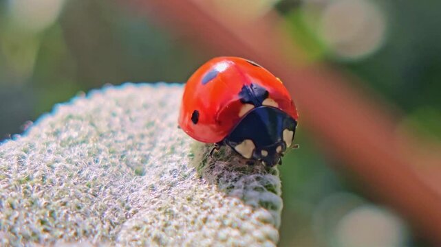 Macro shot of ladybug on leaf with soft bokeh and natural light