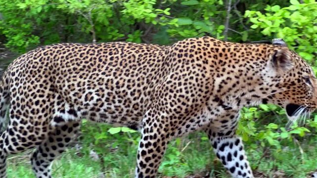 Very close low angle view of walking by Leopard (Panthera pardus) in South Luangwa National Park. Zambia.