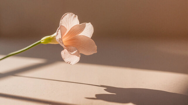 Single pink flower casting a shadow on beige surface in sunlight  