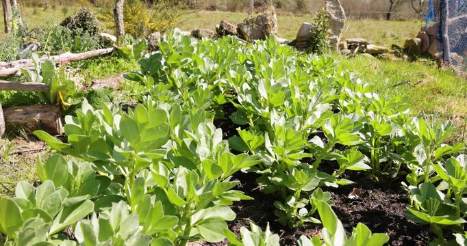 Broad bean plants growing in a sunny vegetable garden