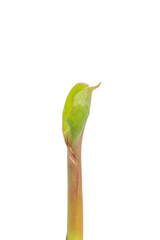 Obraz premium Young banana leaf sprout growing from stem on png background.