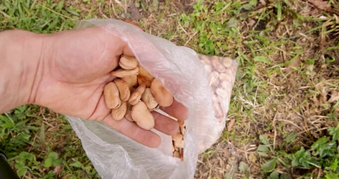 Farmer showing dry fava bean seeds