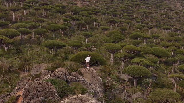 Adventurous person standing on a rock admiring a unique forest, socotra, yemen