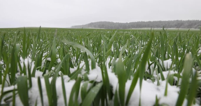 green wheat field with frost-resistant wheat in the spring season after winter and frosts, a large amount of wheat that has overwintered the cold winter, leave frost