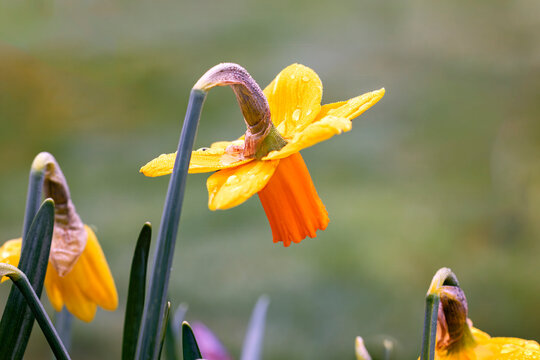 jetfire daffodil small but beautiful