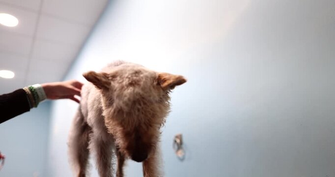Professional pet groomer using a blow dryer on a small terrier dog after a bath, thoroughly drying its wet fur while the animal stands patiently on the grooming table in a salon