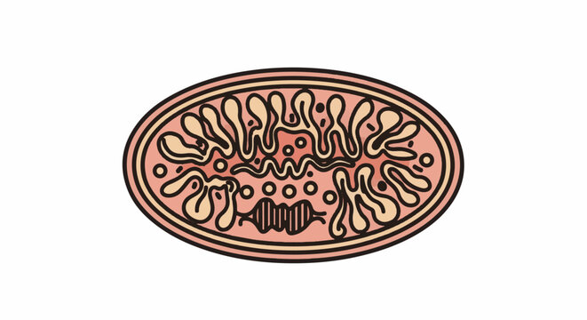 Stylized cross-section of a mitochondrion with inner folds and circular structures