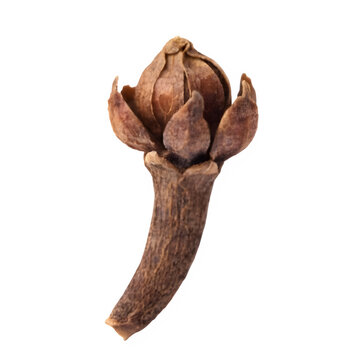 Single Clove Spice Isolated on Transparent Background, Laung Macro PNG