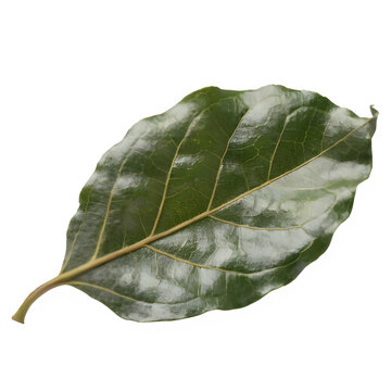 Bay Leaf Isolated on Transparent Background, Tej Patta Green Leaf PNG
