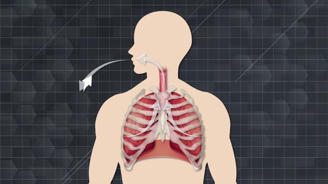 A medical animation showing a human body with visible lungs and ribs, illustrating the breathing process with arrows indicating air intake and exhalation, set against a dark,